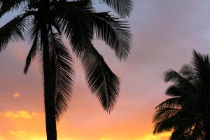 Palm Tree with Sunset